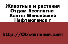 Животные и растения Отдам бесплатно. Ханты-Мансийский,Нефтеюганск г.